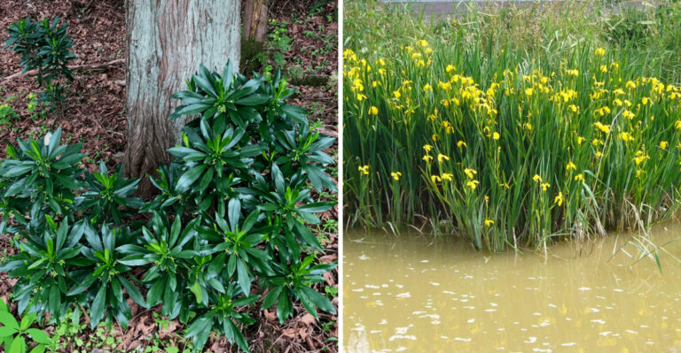 Popular Oregon Landscape Plants That Are Quietly Becoming Invasive Problems