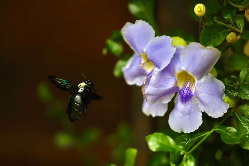 Porch Flowers Offer A Close And Reliable Pollen Source Porch Flowers Offer A Close And Reliable Pollen Source