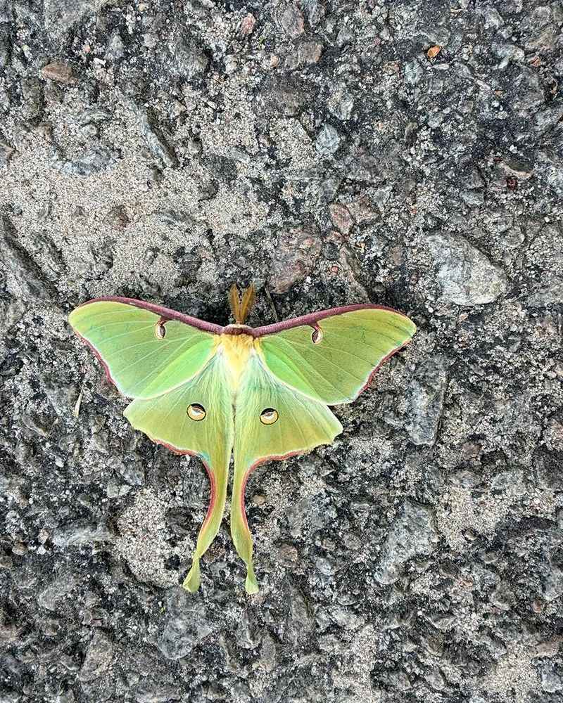 Porch Lights Can Pull Luna Moths Off Course