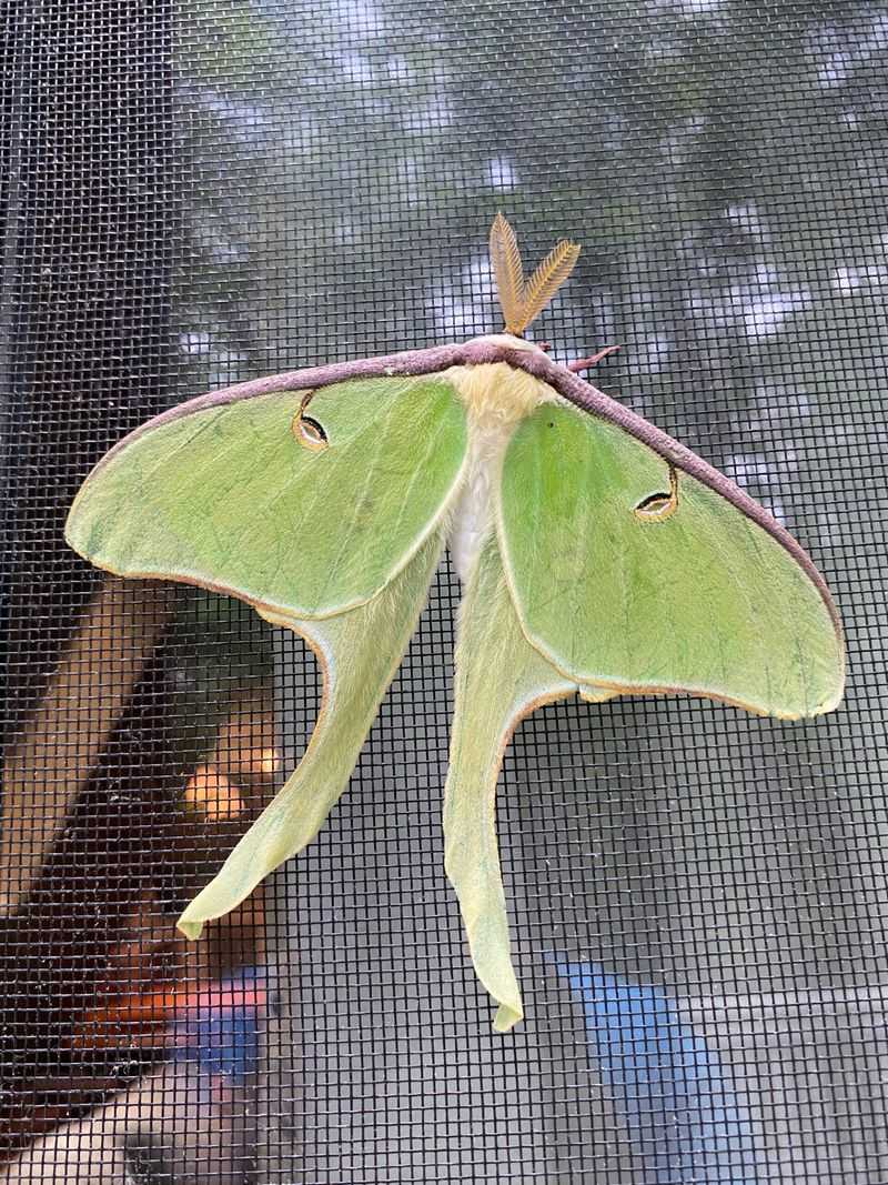 Porch Lights May Pull Moths Off Course Porch Lights May Pull Moths Off Course