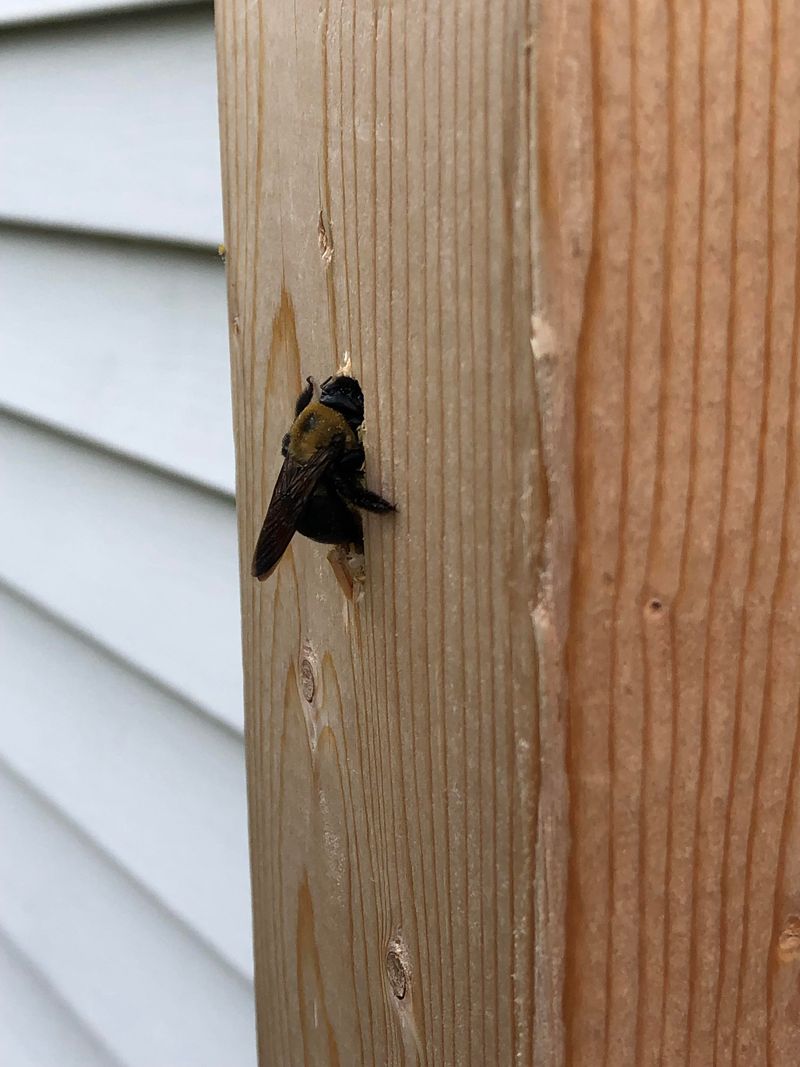 Porches Offer Everything A Nesting Bee Needs Porches Offer Everything A Nesting Bee Needs
