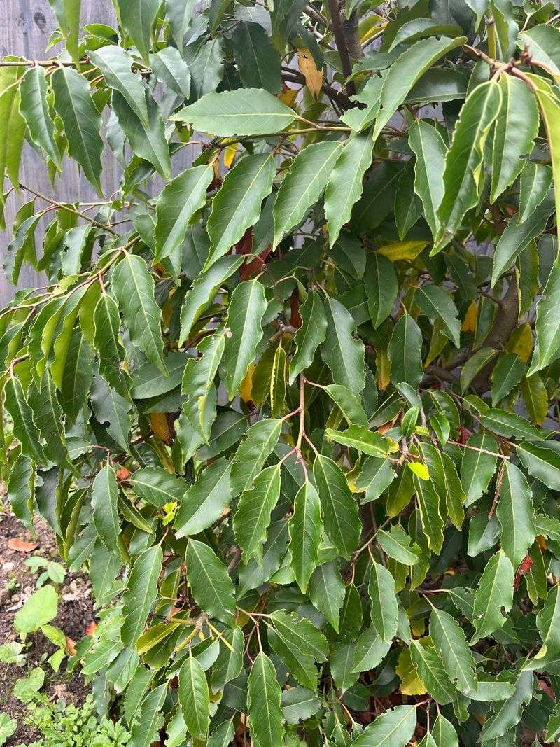 Portuguese Laurel