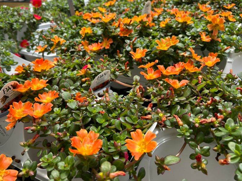 Portulaca