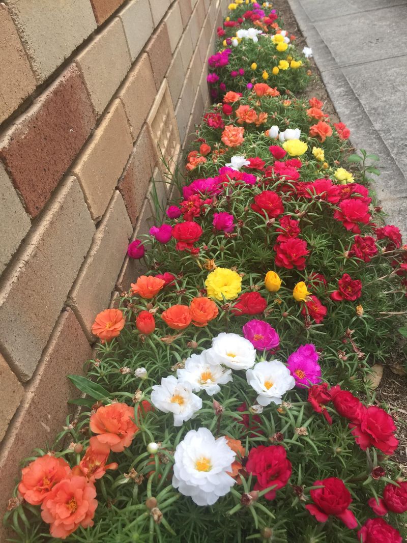 Portulaca Handles Dry Sunny Spots