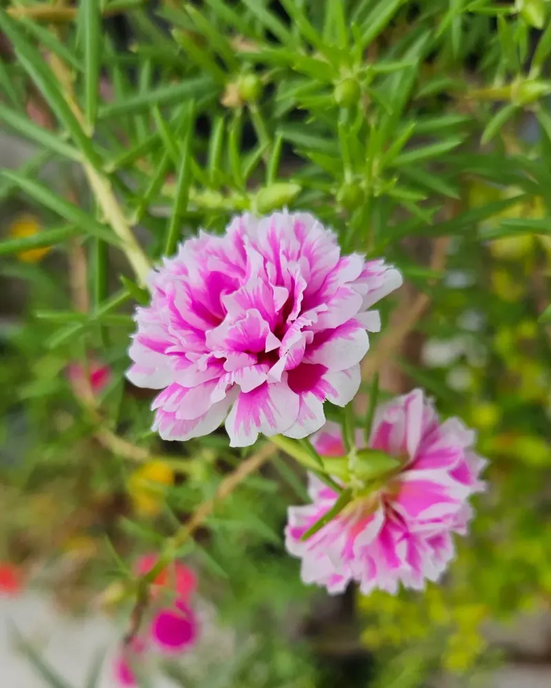 Portulaca (Moss Rose) Portulaca (Moss Rose)