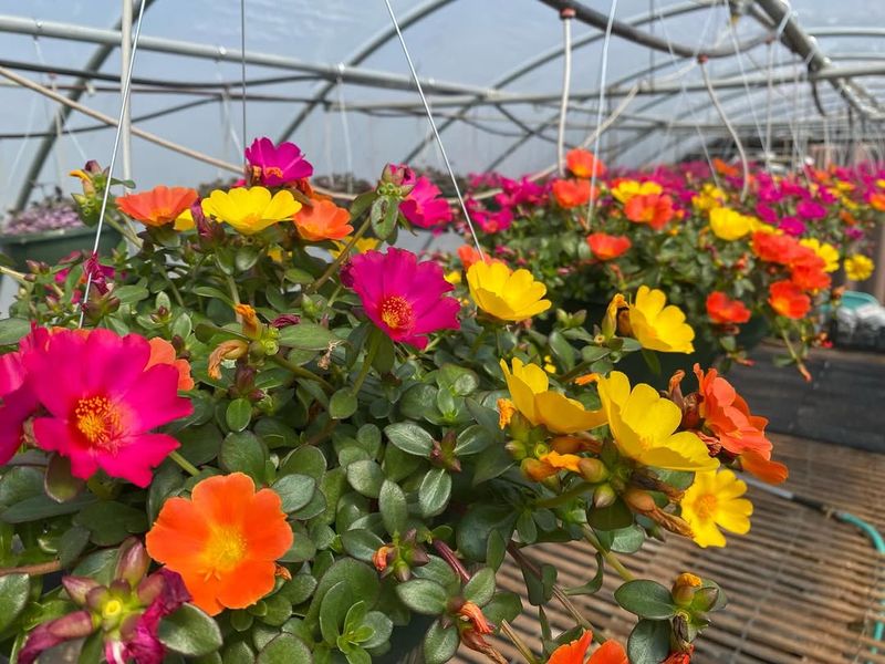 Portulaca, The Sun-Loving Superstar Portulaca, The Sun-Loving Superstar