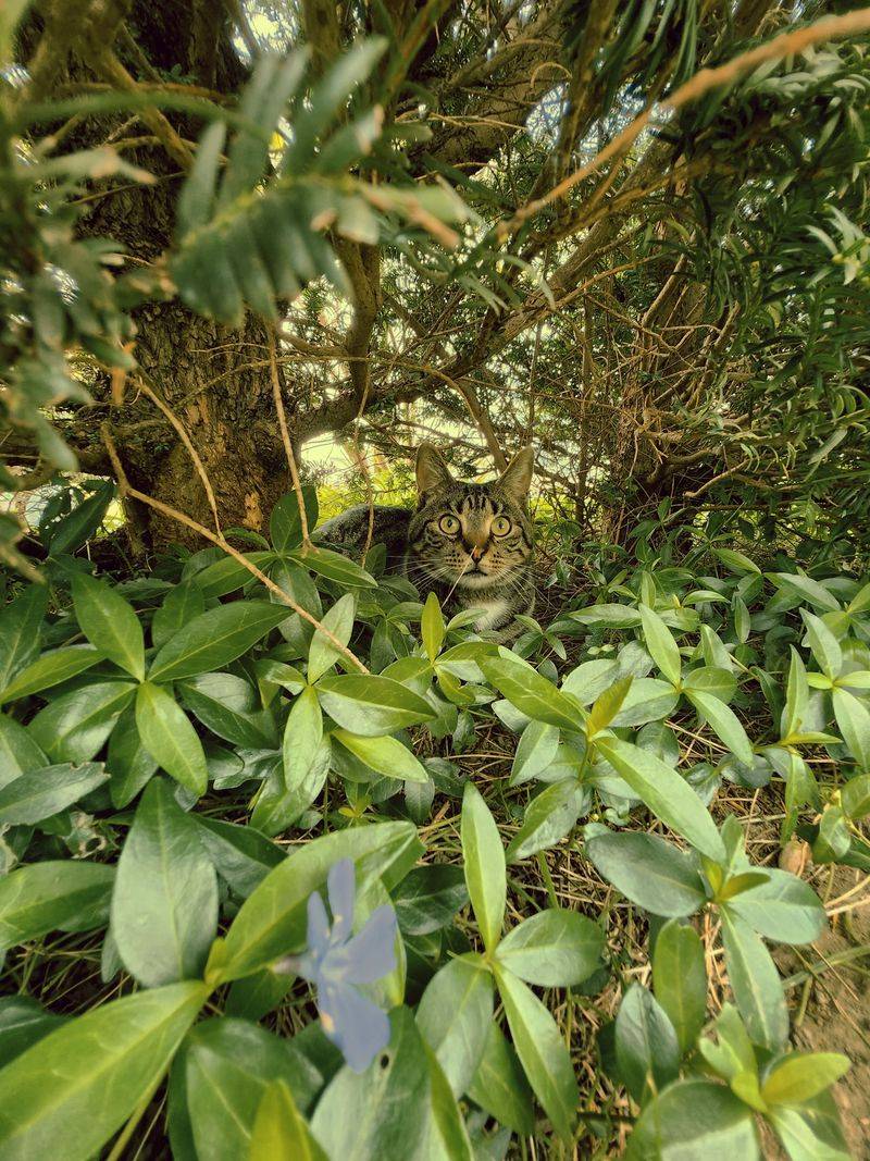 Positioning It Too Close To Dense Shrubs Where Cats Can Hide
