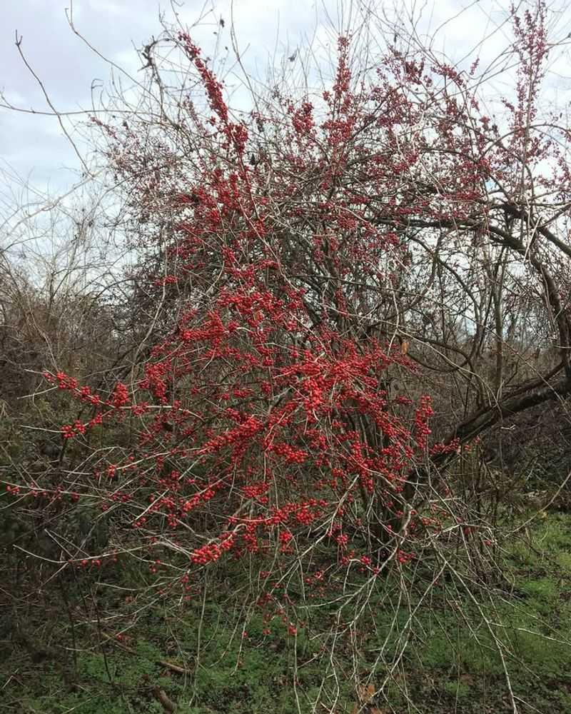 Possumhaw Holly Adds Winter Berries Without Taking Over Possumhaw Holly Adds Winter Berries Without Taking Over