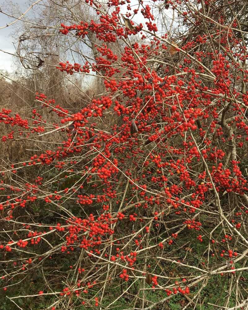 Possumhaw Performs Well With Limited Water