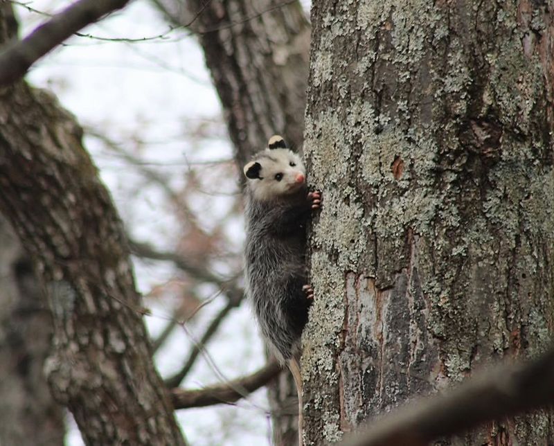 Possums May Be Cleaning Up Insects And Leftovers