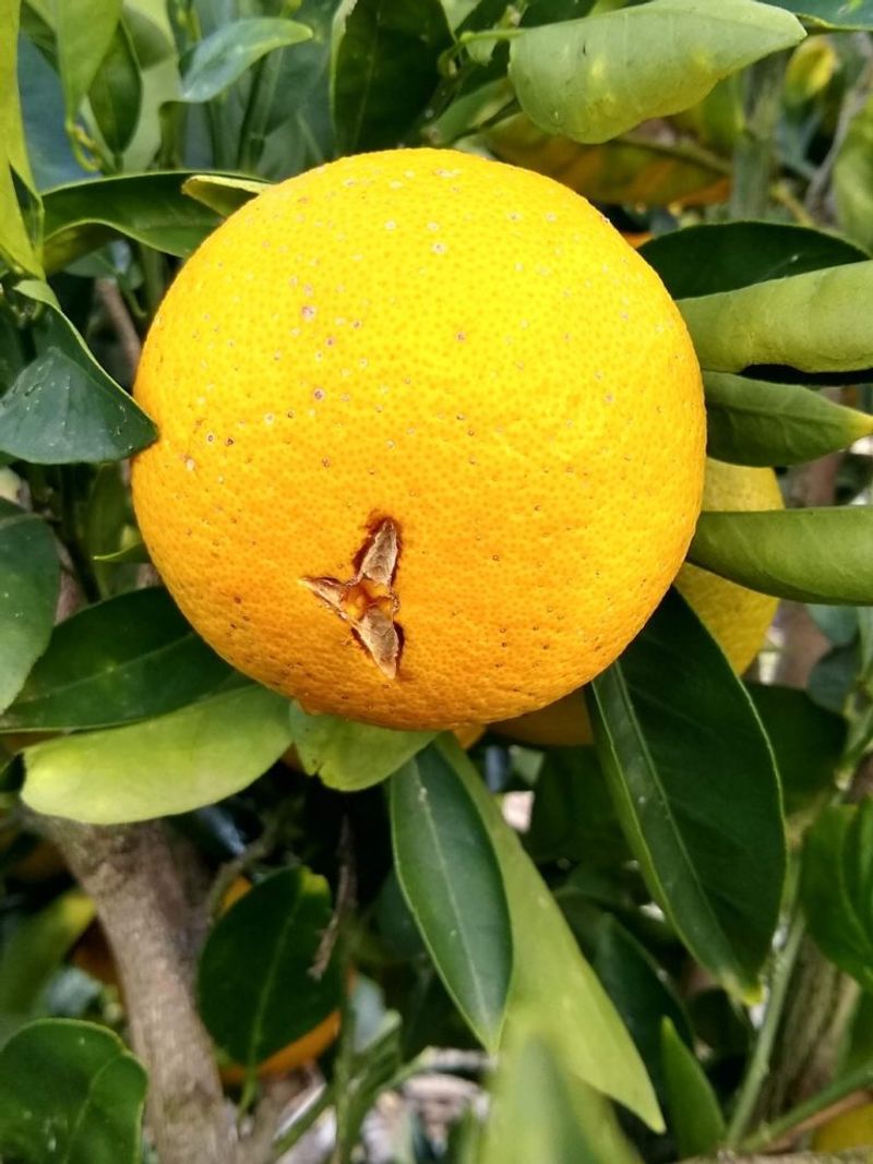 Potassium Deficiency Can Add To Fruit Splitting Risk Potassium Deficiency Can Add To Fruit Splitting Risk