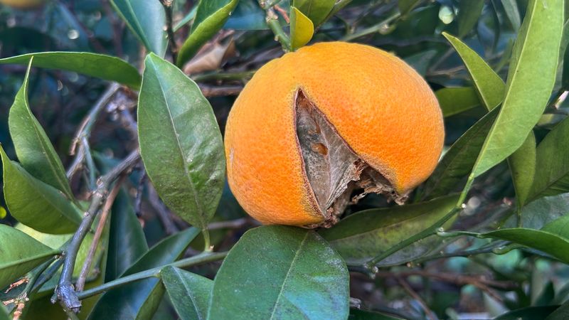 Potassium Deficiency Can Make Splitting Worse Potassium Deficiency Can Make Splitting Worse