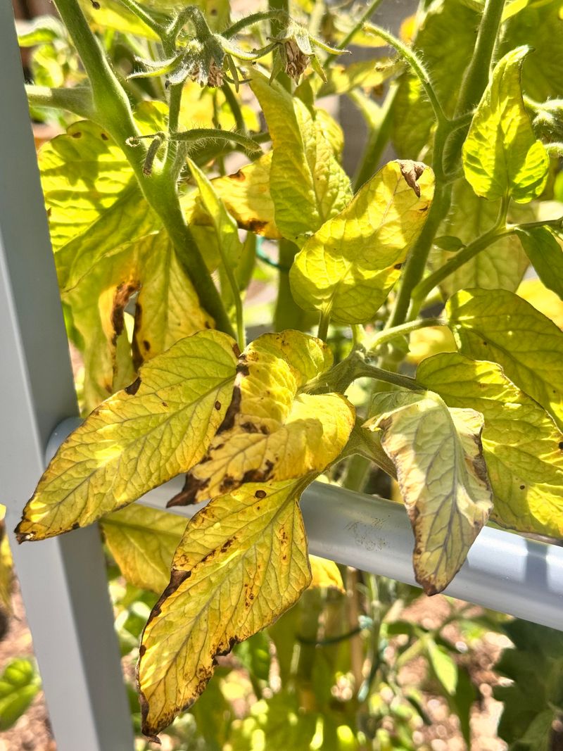 Potassium Problems Can Yellow And Burn Leaf Edges Potassium Problems Can Yellow And Burn Leaf Edges