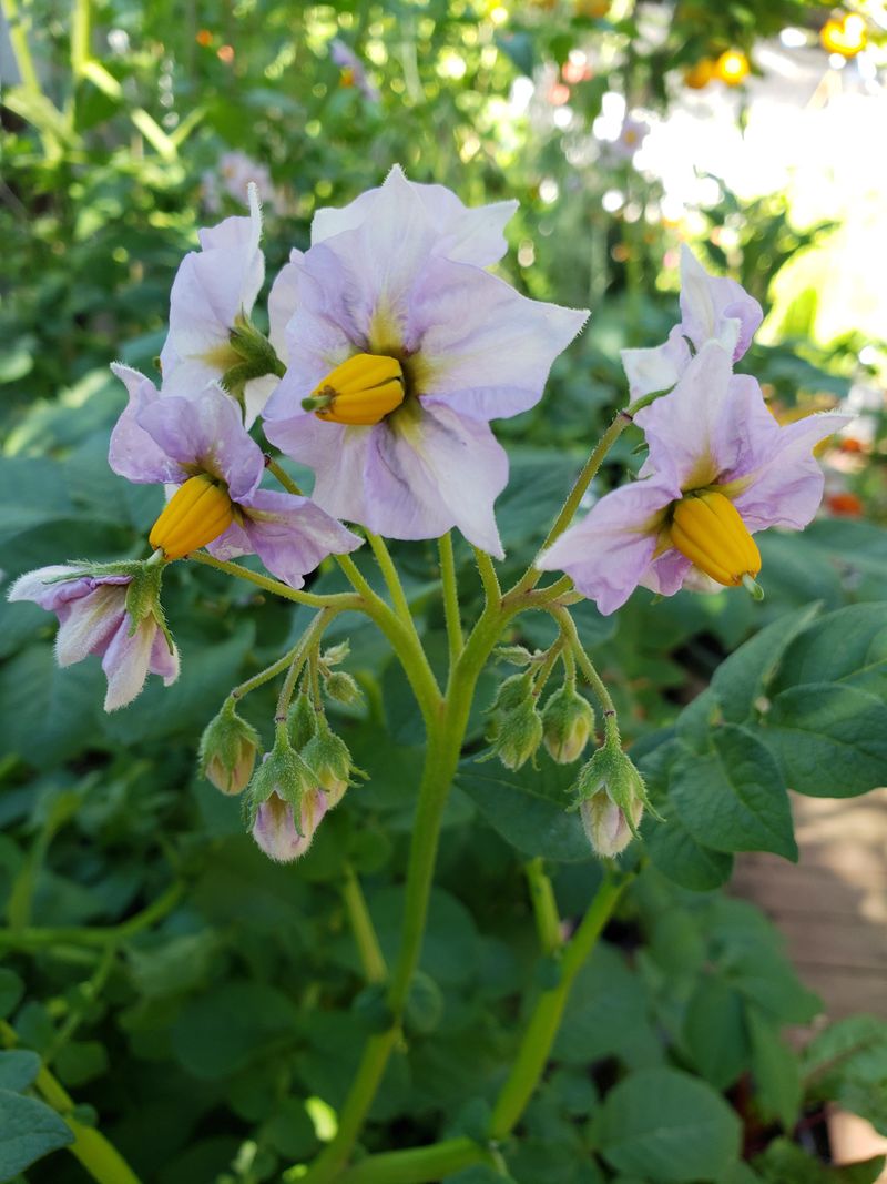 Potato Flowers Are Not The Harvest