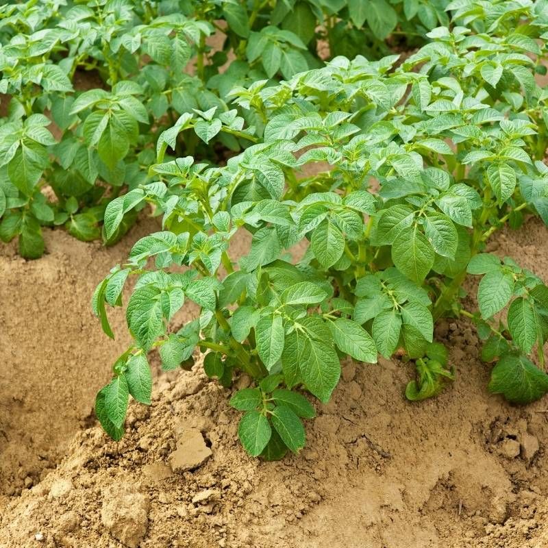 Potatoes