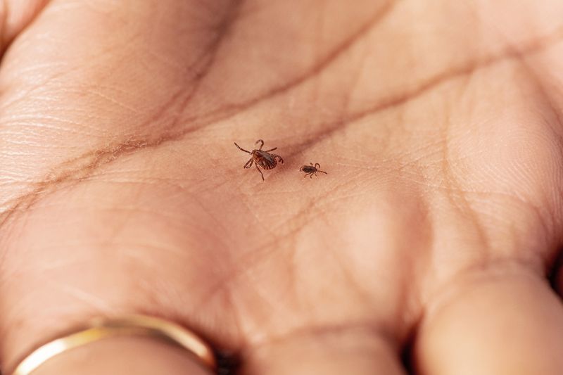 Potential Disease Risks Worth Knowing