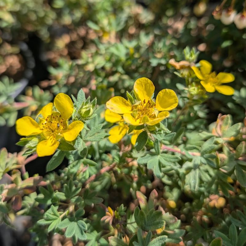 Potentilla Keeps Sunny Borders Low And Blooming