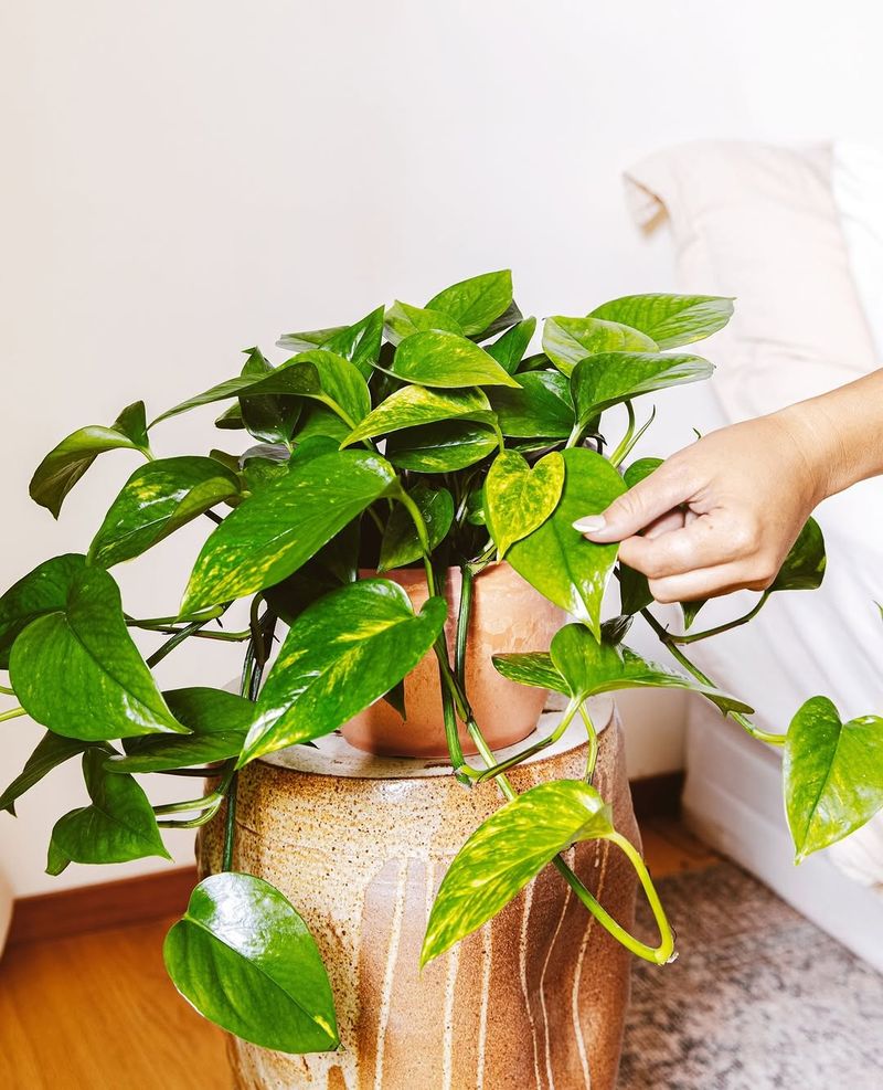 Pothos For Gentle Trailing Greenery