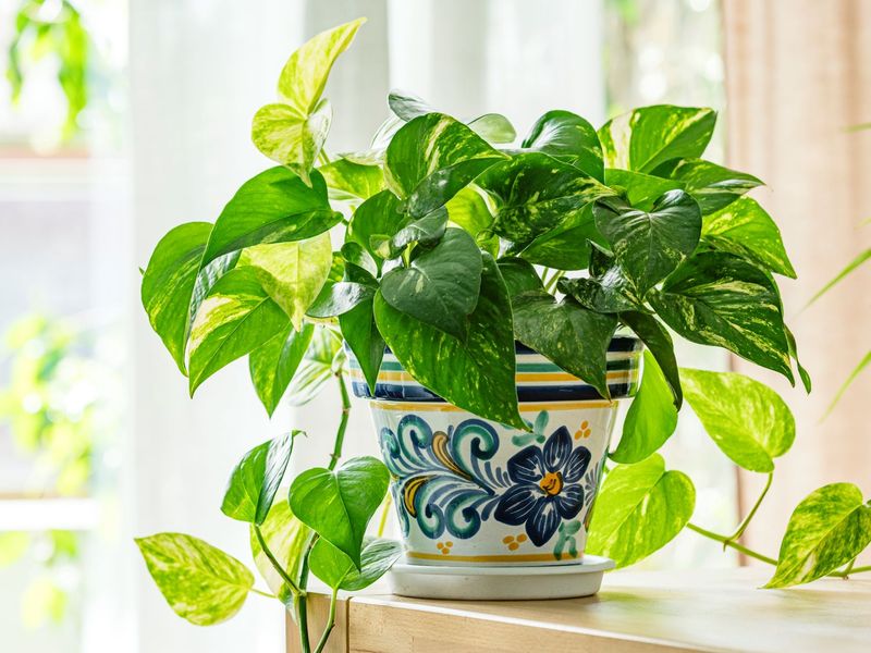 Pothos
