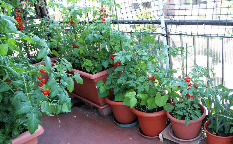 Pots Can Be Moved Away From Intense Afternoon Sun