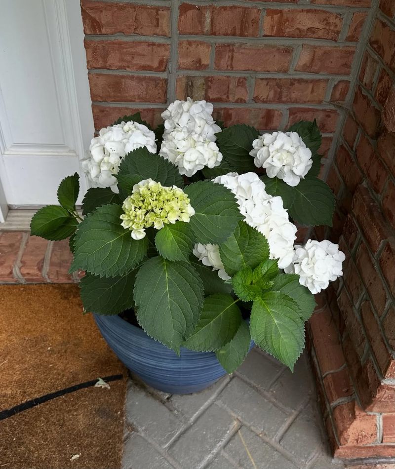 Potted Dwarf Hydrangea