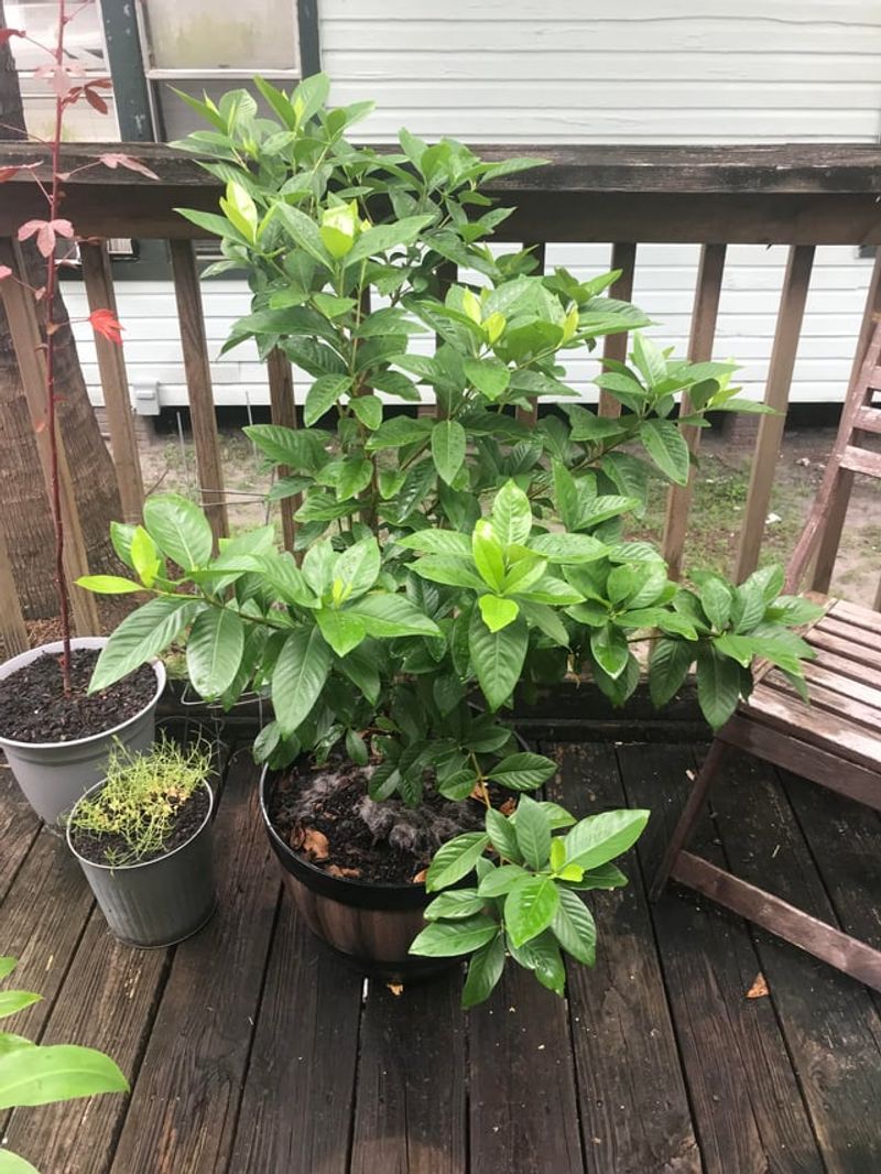 Potted Gardenias Need Closer Moisture Checks