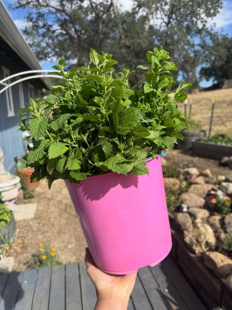 Potted Lemon Balm Is The Patio Ally Worth Trying Potted Lemon Balm Is The Patio Ally Worth Trying