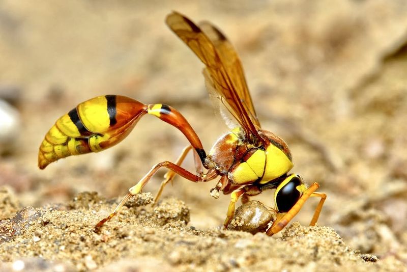 Potter Wasps Collect Plant Eating Caterpillars