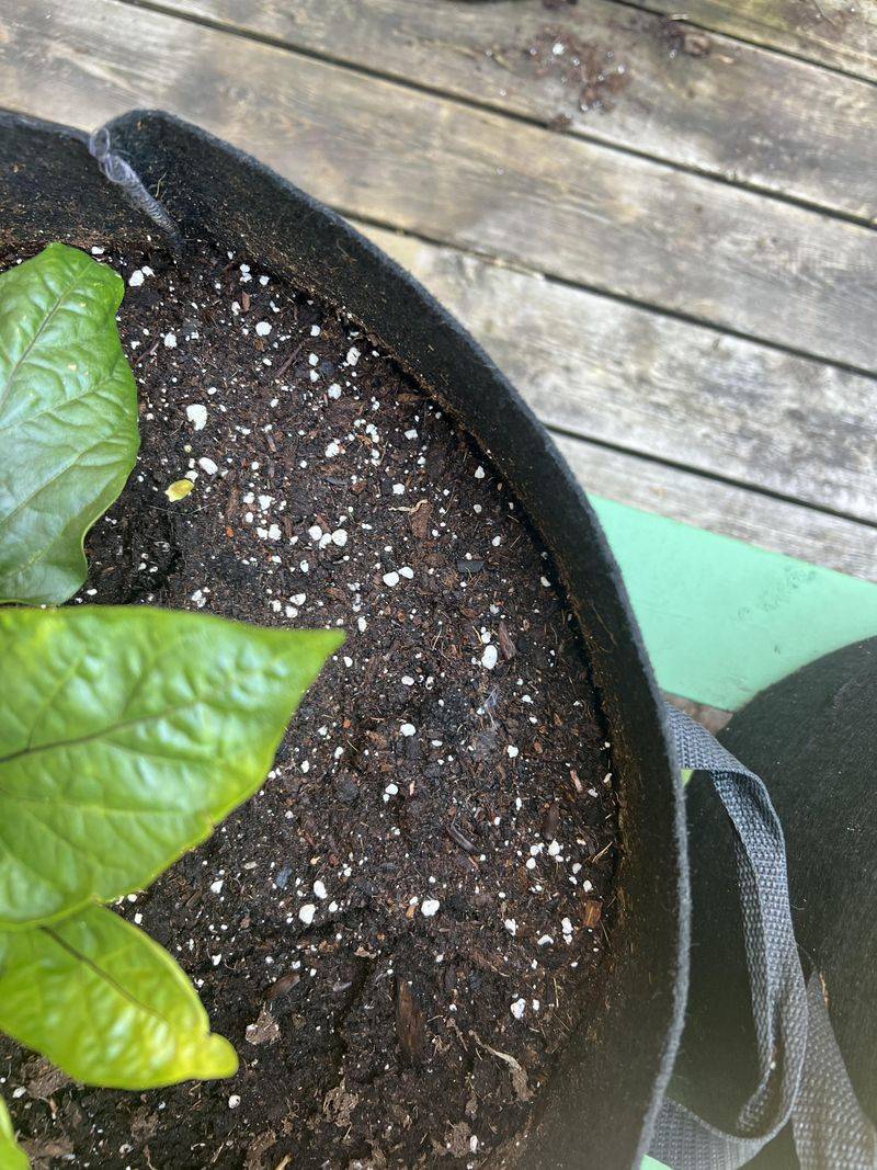 Potting Mix Can Turn Hard To Rewet