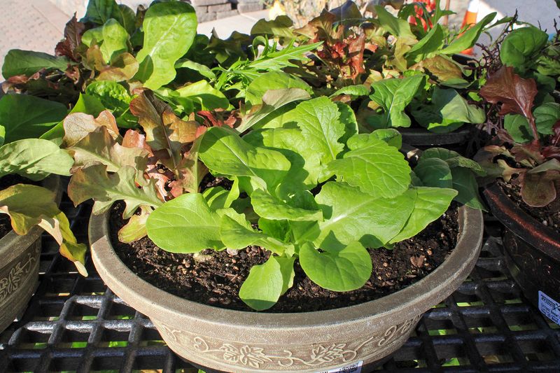 Potting Mix Stays Looser Than Many Desert Soils