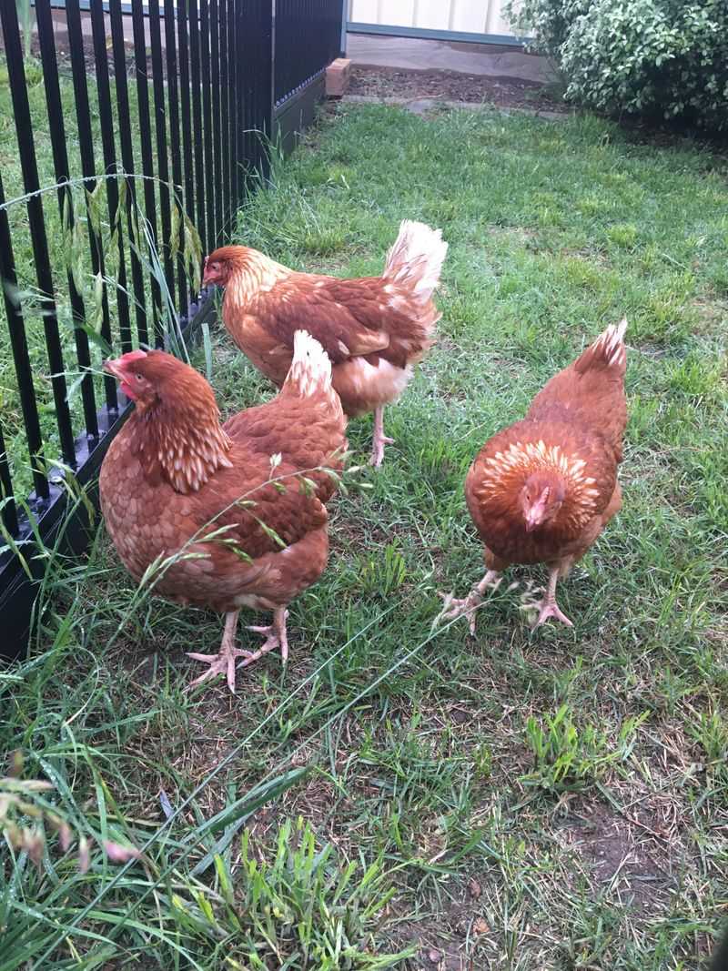 Poultry Runs Without Covered Protection