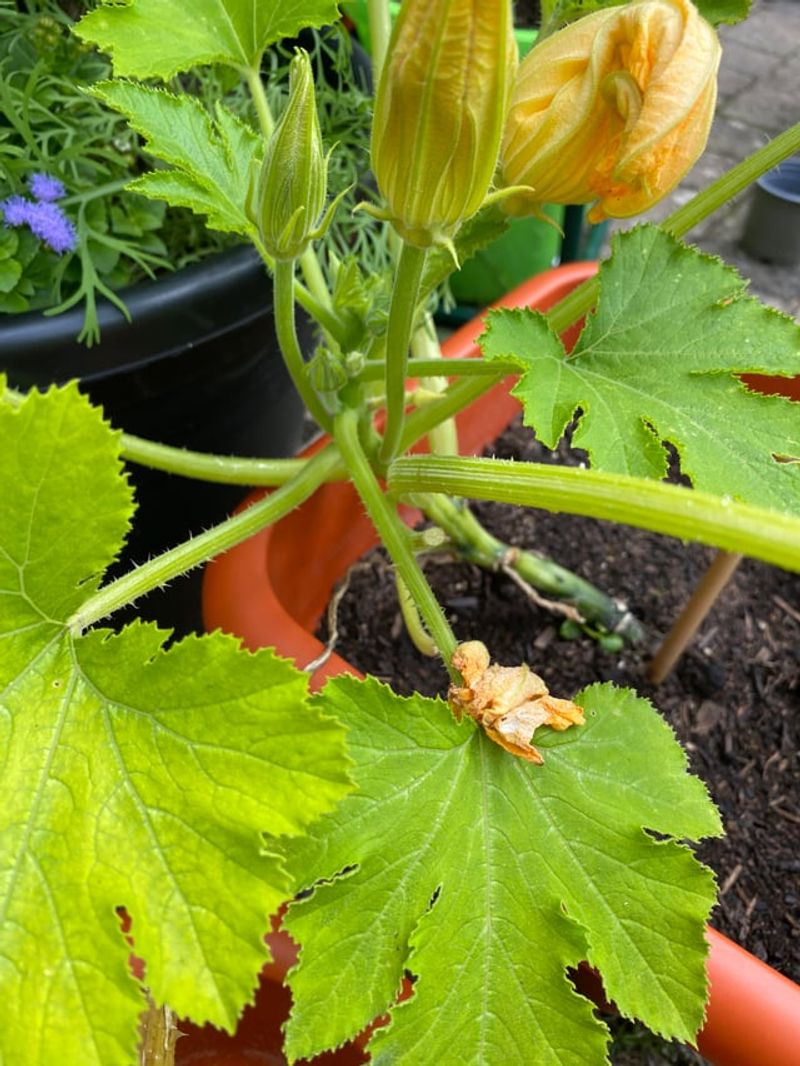 Powdery Mildew And Fungal Stress Can Trigger Flower Drop Powdery Mildew And Fungal Stress Can Trigger Flower Drop