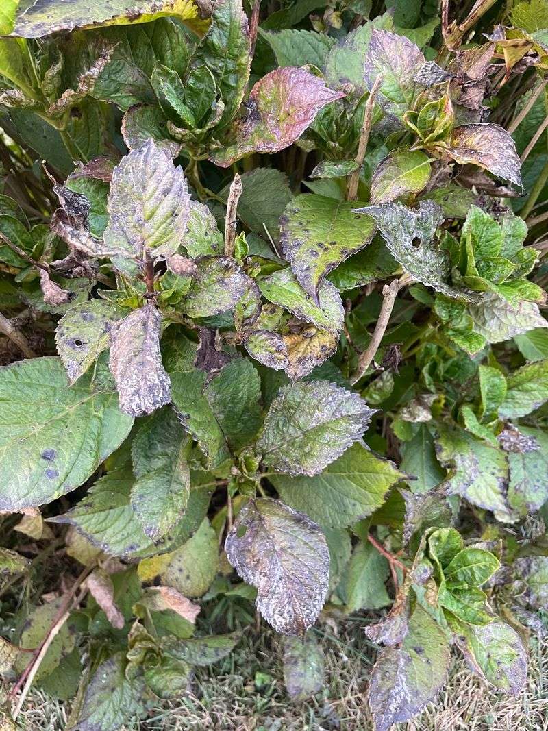 Powdery Mildew Coating Leaves With White Fungal Growth