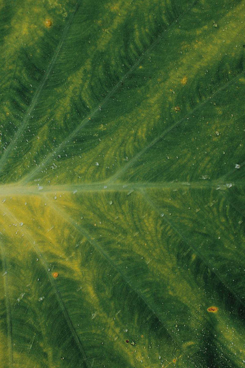 Powdery Mildew Coats Leaves And Blocks Photosynthesis
