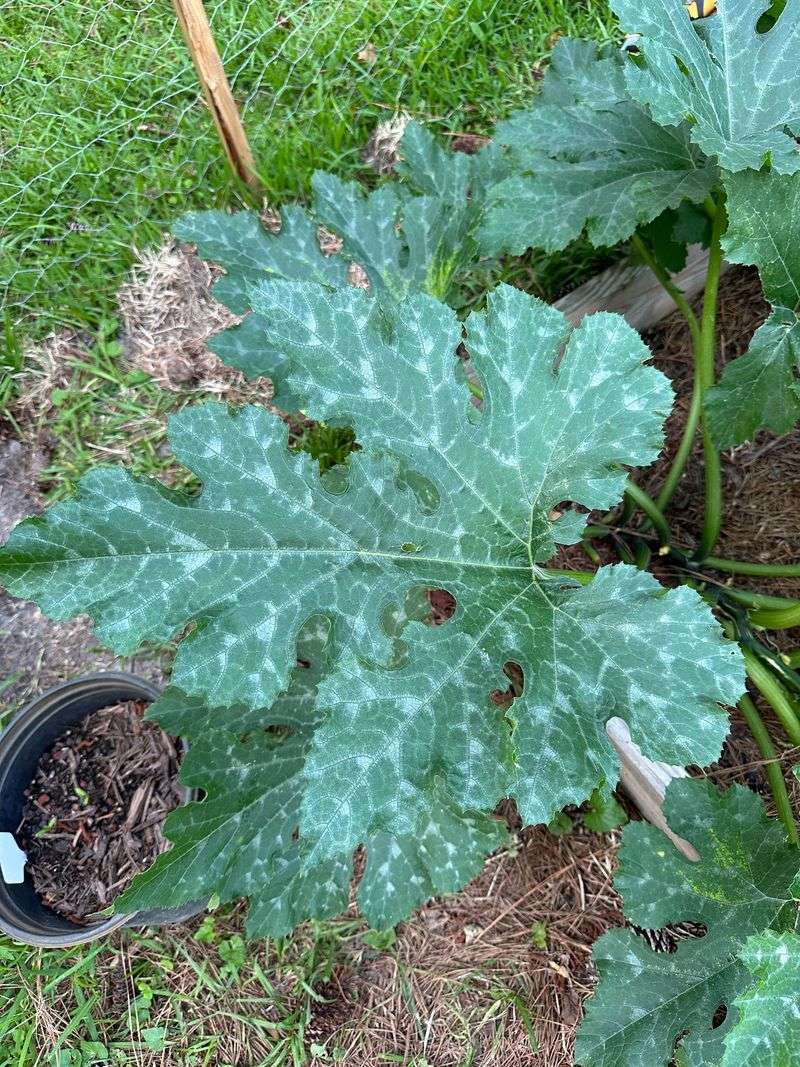 Powdery Mildew Loves A Crowded Squash Canopy Powdery Mildew Loves A Crowded Squash Canopy