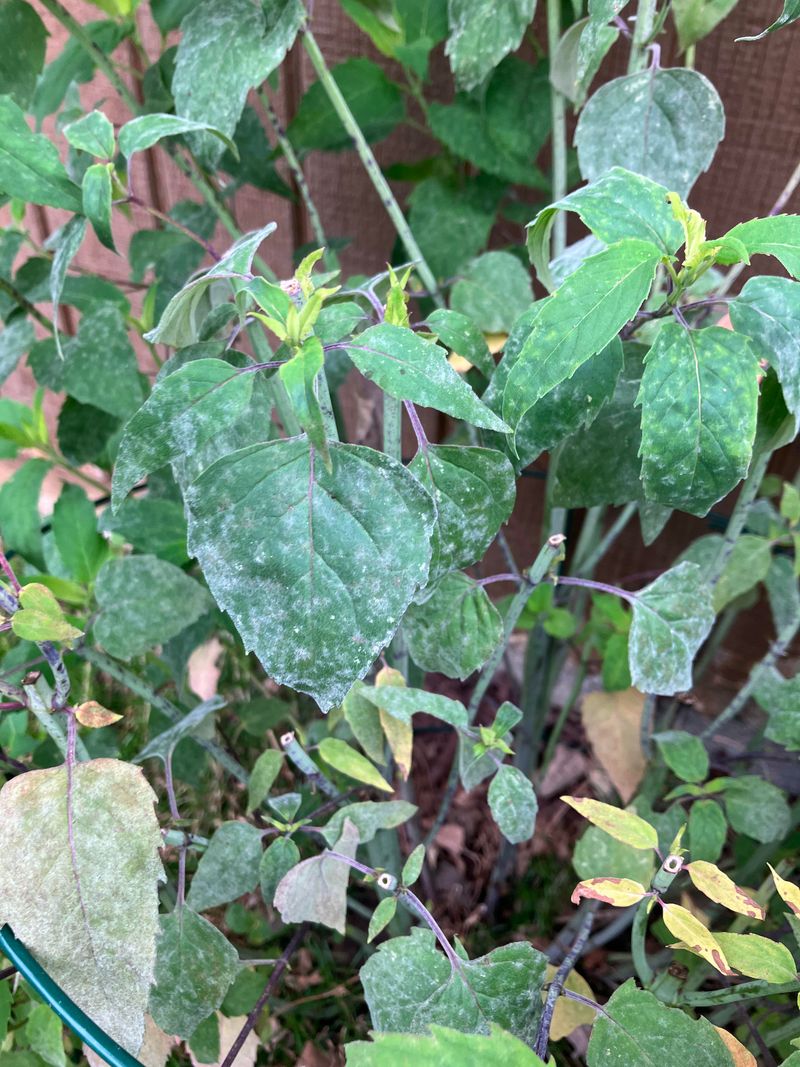 Powdery Mildew Stress Powdery Mildew Stress