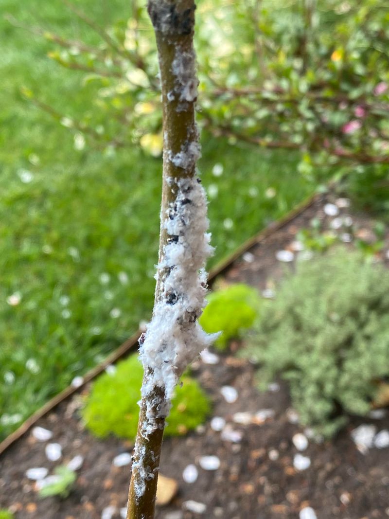 Powdery Mildew Twists Young Apple Growth Powdery Mildew Twists Young Apple Growth
