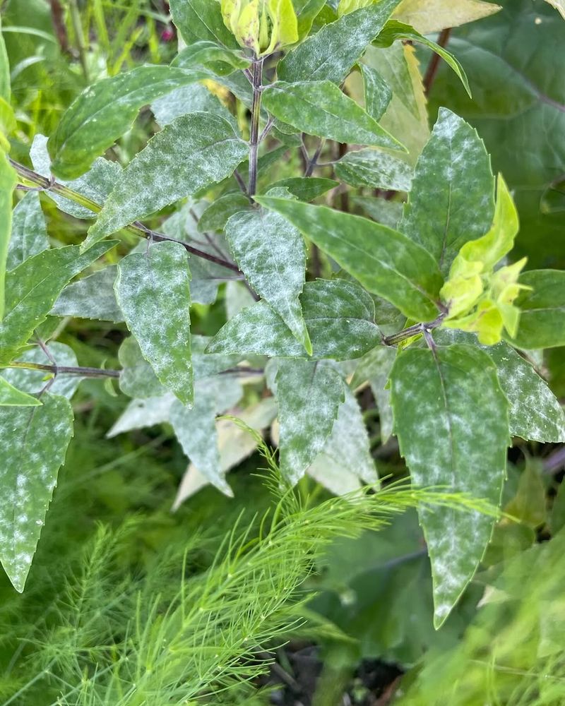 Powdery Mildew Powdery Mildew