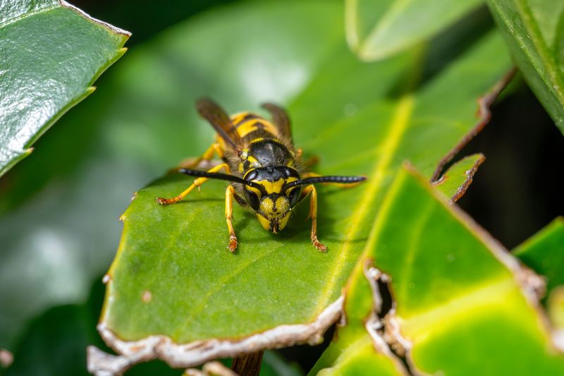 Practical Steps To Keep Yellow Jackets Out Of Your Yard
