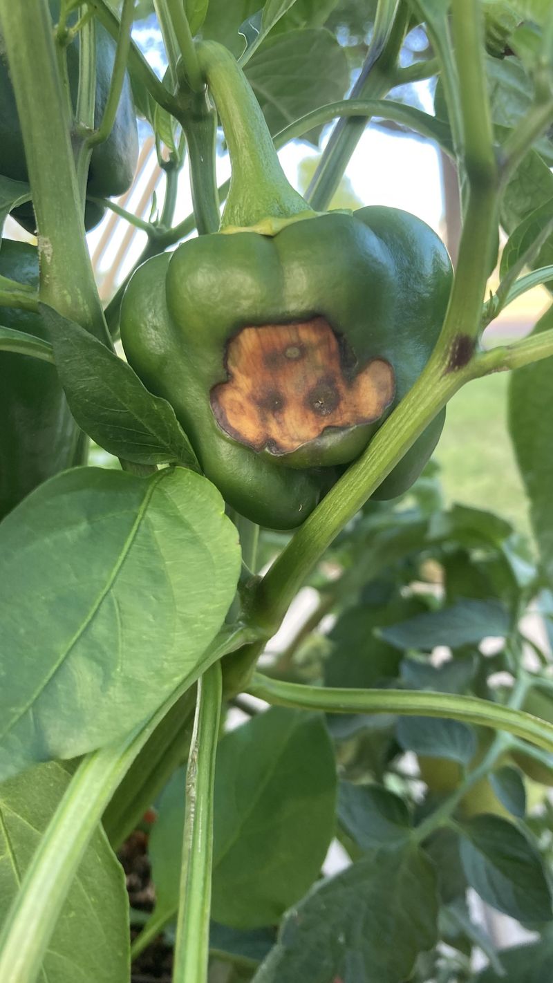 Practical Steps To Save Your Harvest