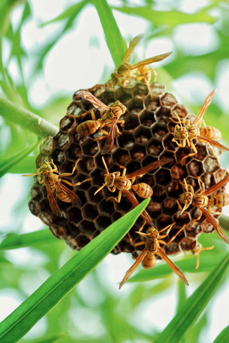 Practical Tips To Keep Wasps From Returning Next Season