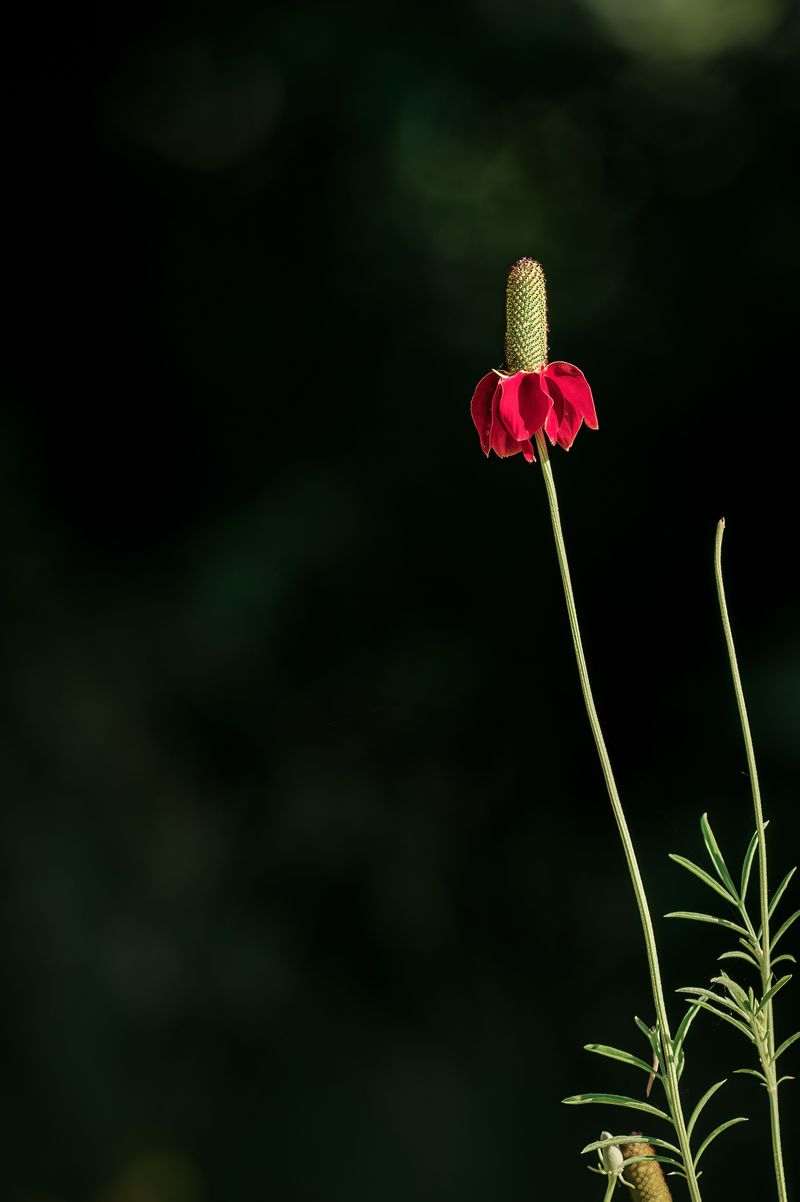 Prairie Coneflower (Ratibida Columnifera)