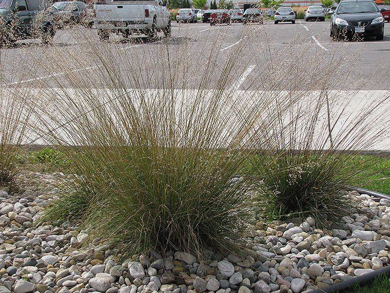 Prairie Dropseed 