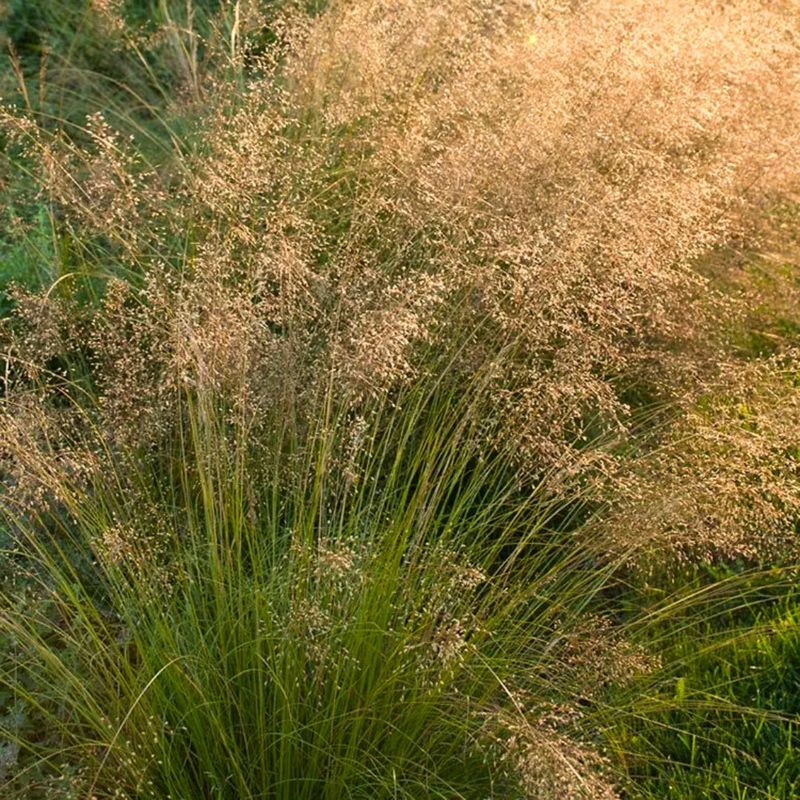 Prairie Dropseed Softens Sunny Transition Zones Prairie Dropseed Softens Sunny Transition Zones