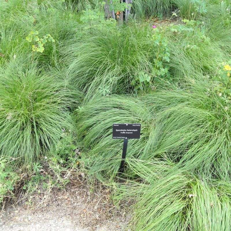 Prairie Dropseed (Sporobolus Heterolepis)