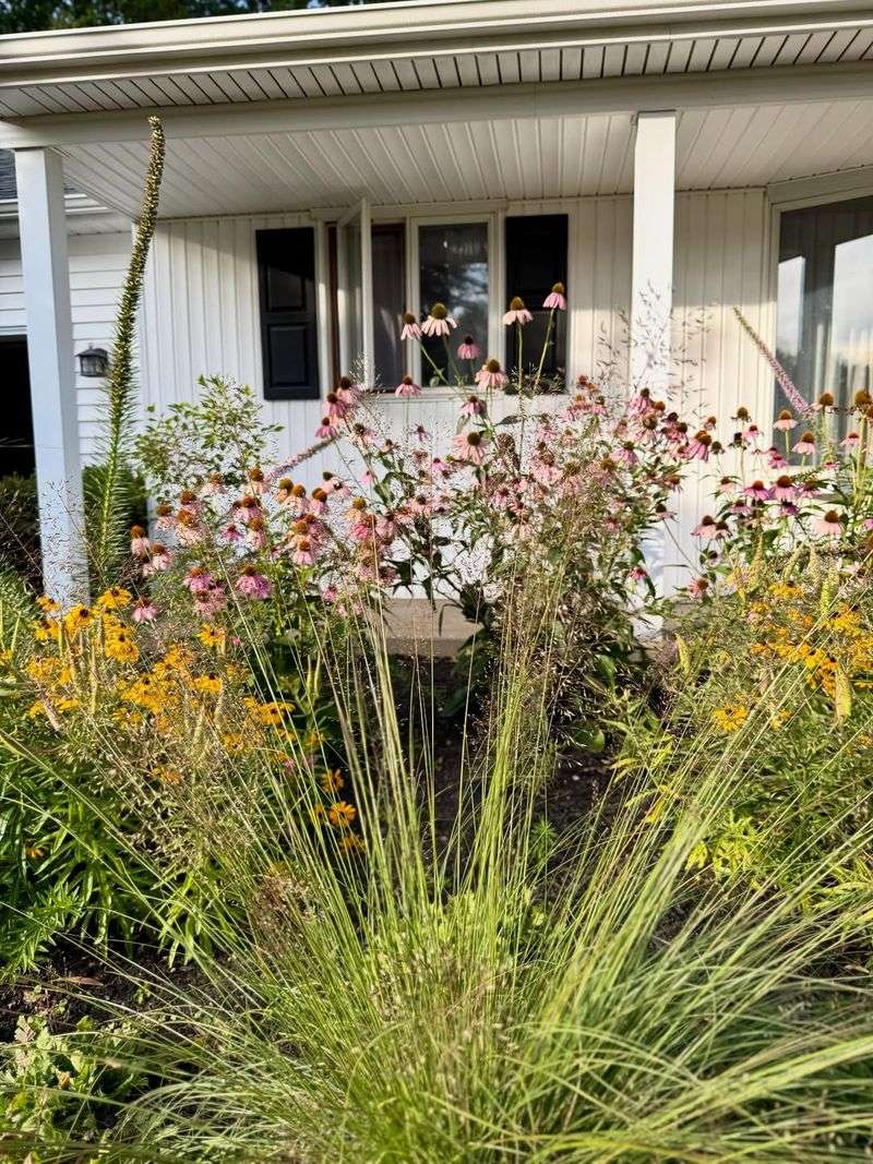 Prairie Dropseed 
