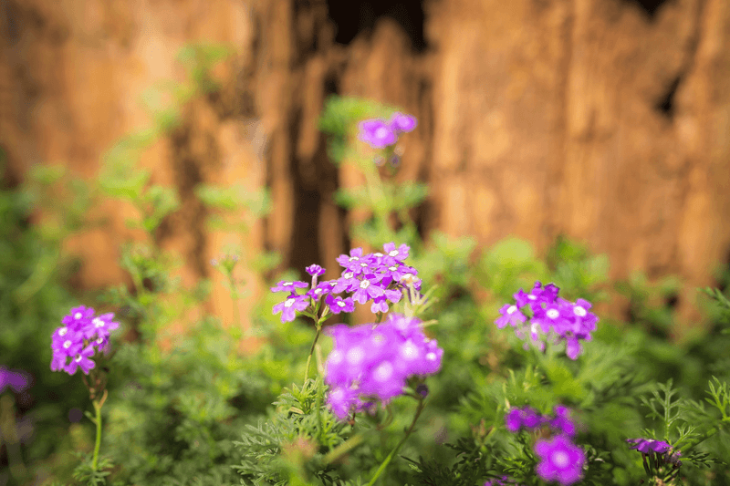 Prairie Verbena Prairie Verbena