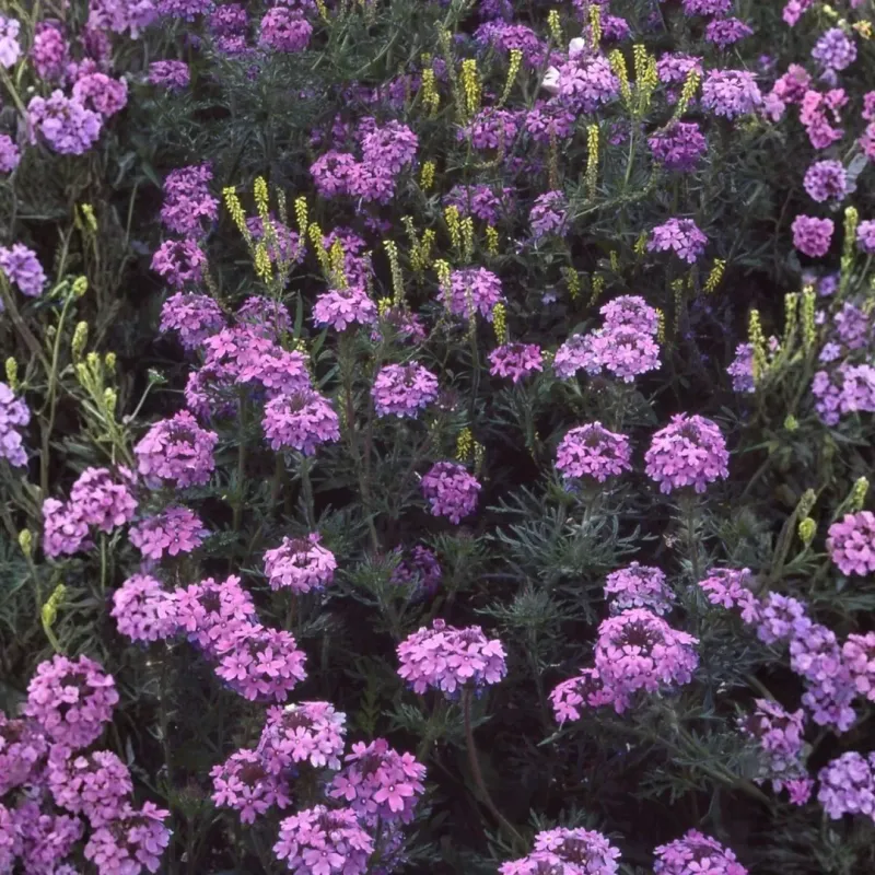 Prairie Verbena Prairie Verbena