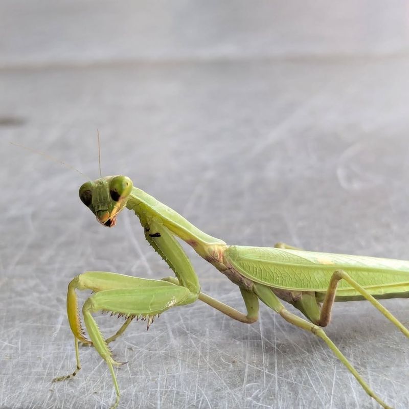 Praying Mantises