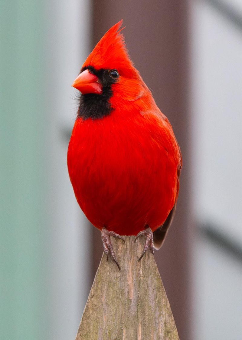 Predator-Free Zones Are What Keep Them Feeling Secure